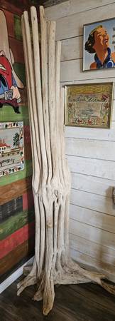 SAGUARO SKELETON RARE AND BEAUTIFUL 1