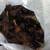 Daffodil bulbs 15 for 30 bulbs 2 thumbnail