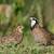 Bobwhite quail 1 thumbnail