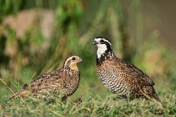 Bobwhite quail 1