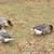 Toulouse geese 2 thumbnail