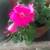 Geranium Flower Plant  Fuchsia color 11 thumbnail