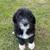 Bernese Water Dog 4 thumbnail