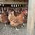 Chickens 1 thumbnail