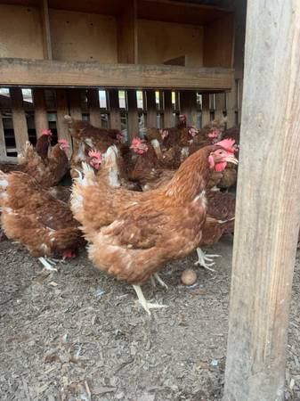 Chickens 1