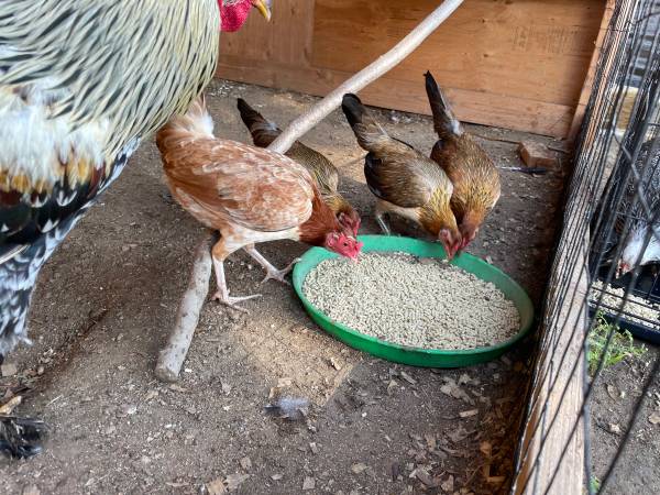 Hens 1