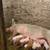 Pigs 2 thumbnail