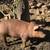 pigs 7 thumbnail