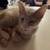 Two Kittens 3 thumbnail