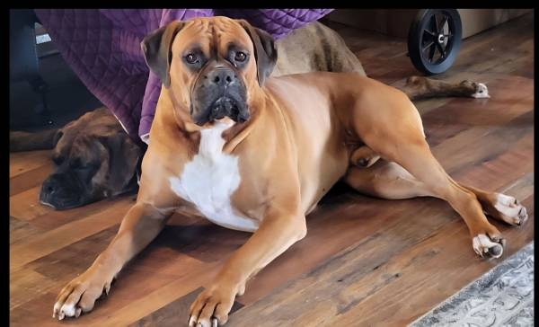 Macho boxer (Slocomb)