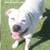 dogs 4 thumbnail