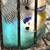 3 budgies. 2 thumbnail