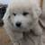 Purebred Great Pyrenees 2 thumbnail