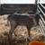 Mini calves 11 thumbnail