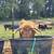 Highland cow 3 thumbnail