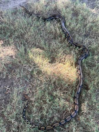 Tiger retic (Milford)63937540448258120