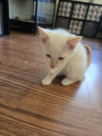 Kittens Free to good home (Beverly hills)63687883234177120