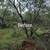 Land Clearing  brush shredding mesquite grubbing 2 thumbnail