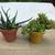 2 pots full of Gasteria & tiger tooth succulents 1 thumbnail
