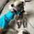 French Bulldog Puppies 6 thumbnail