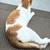 Beautiful spayed cat for rehoming 3 thumbnail