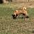 3 akitas looking for their forever homes 10 thumbnail