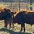 American Aberdeen × Dexter Herd Sire Prospect 4 thumbnail