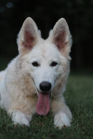 Rehoming White Shepherd pup (Atlanta)63881506286593120