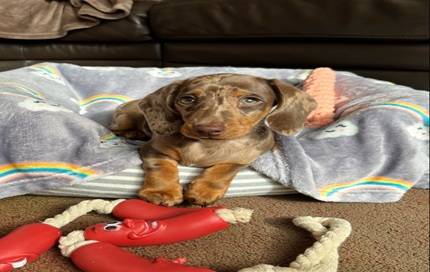 Mini daschund puppy (512 2nine4 7371)