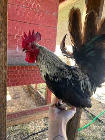 Found Rooster - A61529242 1