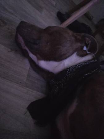 Perra pitbull hembra nugget de pollo (Benson az)63622393074563124