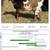 Moon spotted mini nubian buckling can be registered trade for hay 6 thumbnail
