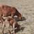 Dairy Bucklings 5 thumbnail