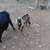 Nubian billy 1 thumbnail