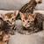 GorgeousBengalKittensAvailable-(929)-85-Seven-44-78 1 thumbnail