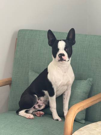 Meet Lewis the Boston Terrier (Dothan)63611946196097123