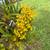 Orchids 2 thumbnail