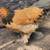 Black Copper Marans, Red Splash Wyandotte, Buff Brahma Chickens 5 thumbnail