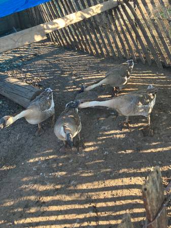 Geese 1