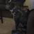 American bully 4 thumbnail