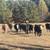Bred cows 1 thumbnail