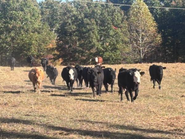 Bred cows 1