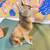 6 Collectible dog figurines-buy one or all! 15 thumbnail