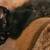 Free kitten 1 thumbnail