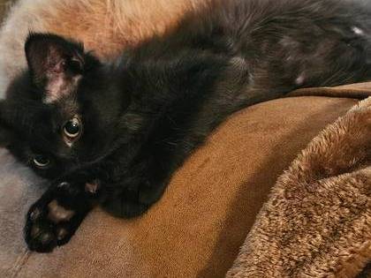 Free kitten 1