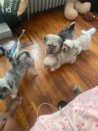 Shitzu for sale  650 (Brooklyn)63866980062081120