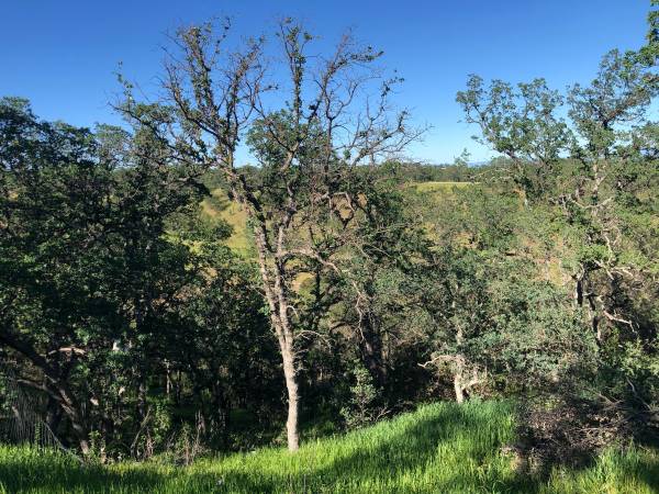 $19,000 / 209000ft2 - Lote de 4.8 Acres con Vistas y Árboles (Rancho Tehama)63972104428674123
