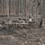 Cabins on 10 acres 7 thumbnail