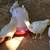🍳 Started Pullets & Laying Hens - Novogens & White Plymouth Rocks 3 thumbnail