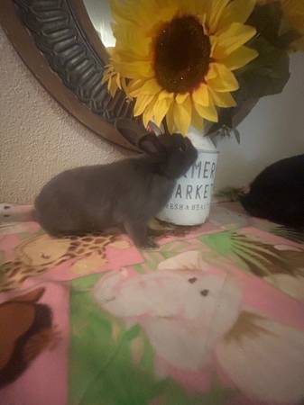 ¿Conejitos necesitan nuevos hogares amorosos?63839344801923123